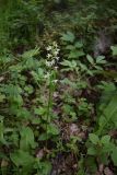 Platanthera bifolia