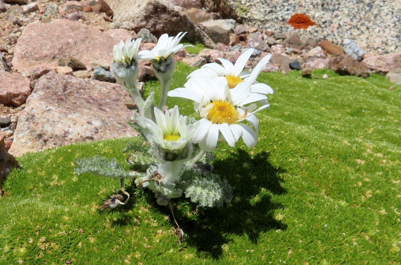 Image of Richteria leontopodium specimen.