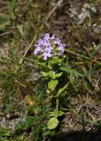 Thymus caucasicus. Цветущее растение. Чечня, Итум-Калинский р-н, окр. ур. Цамадой, выс. 2000 м н.у.м., луг. 6 августа 2023 г.