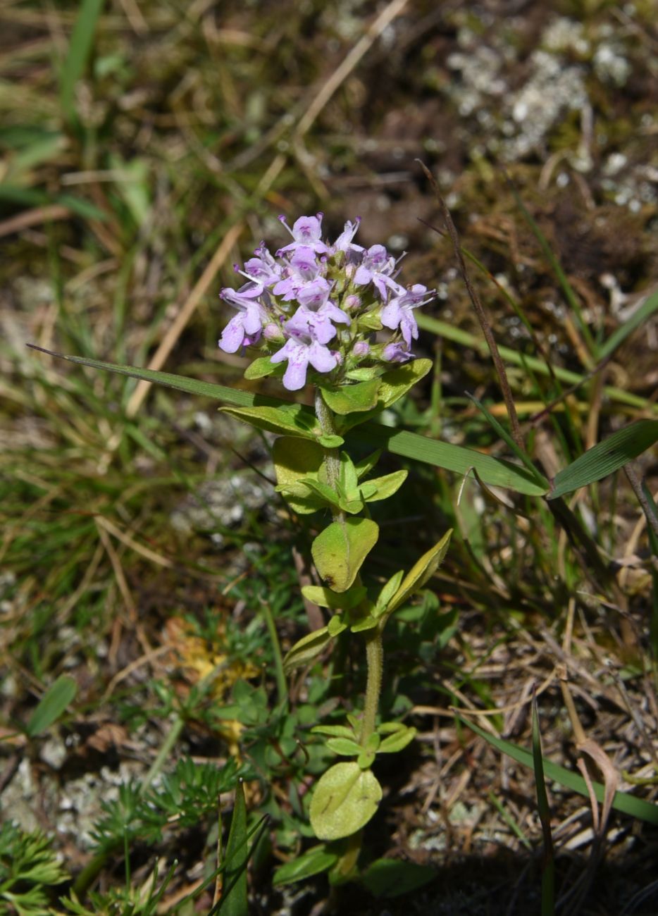 Изображение особи Thymus caucasicus.