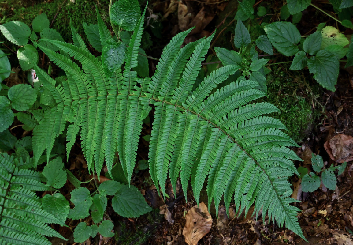 Image of Dryopteris filix-mas specimen.