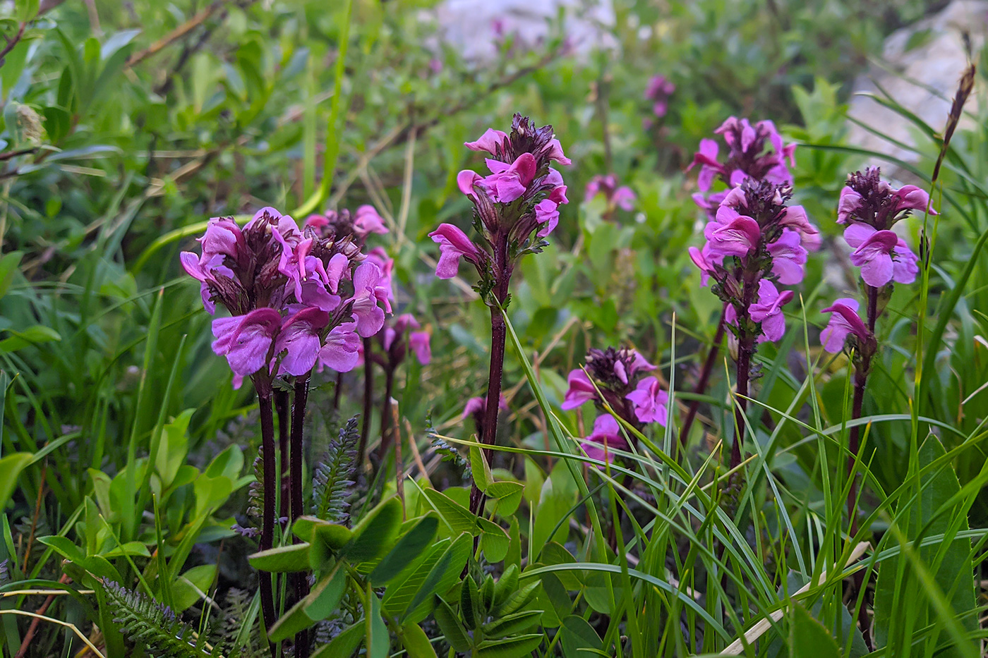 Изображение особи Pedicularis nordmanniana.