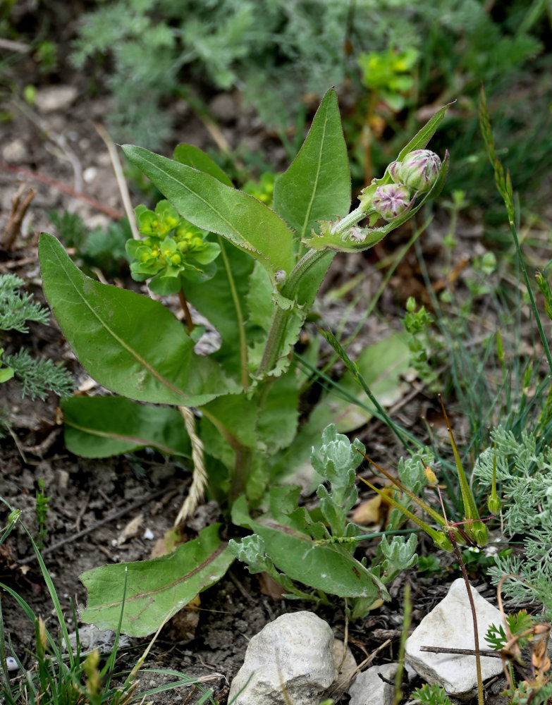 Изображение особи Crepis pannonica.