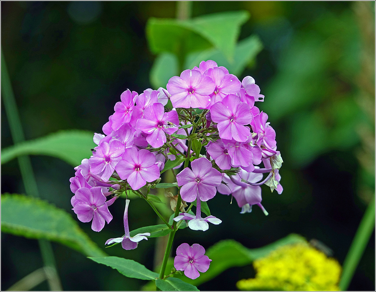 Image of Phlox paniculata specimen.