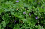 Geranium pusillum. Верхушка побега с цветком и незрелыми плодами. Армения, обл. Лори, окр. с. Лори Берд, крепость Лори Берд, ≈ 1300 м н.у.м., каменистый участок лугового склона. 24.06.2022.