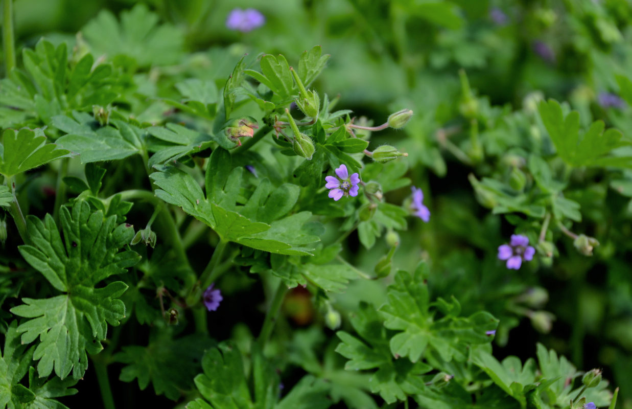 Image of Geranium pusillum specimen.