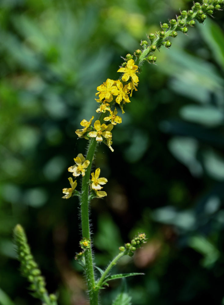 Image of Agrimonia eupatoria specimen.