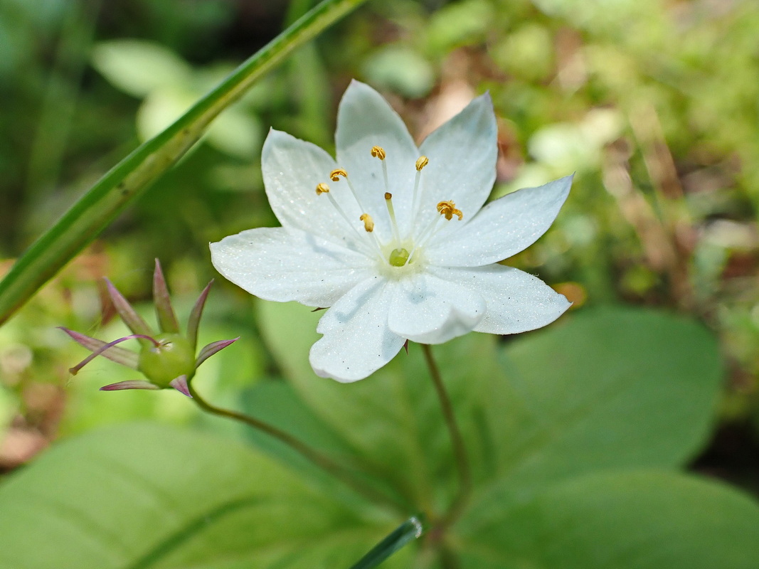 Изображение особи Trientalis europaea.