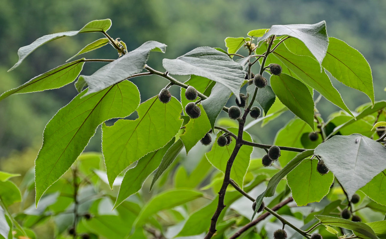 Image of Broussonetia papyrifera specimen.