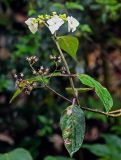 Hydrangea chinensis. Верхушка ветви с соцветием и соплодием. Китай, провинция Гуанси, рисовые террасы Лунцзи, опушка смешанного леса. 29.05.2024.