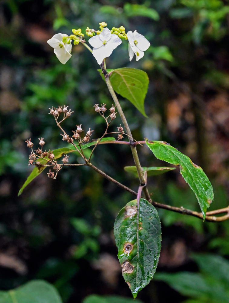 Image of Hydrangea chinensis specimen.