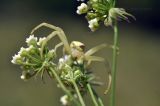 familia Apiaceae. Основание соцветия и охотящийся паук. Приморский край, Уссурийский гор. округ, с. Монакино, луг на небольшой сопке. 18.08.2024.