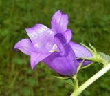 Campanula rapunculoides. Цветок. Карелия, окр. г. Петрозаводск, ур. Чёртов Стул, поляна в сосновом лесу с выходом скальных пород. Июль 2024 г.