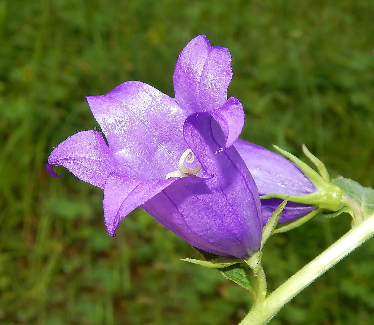 Изображение особи Campanula rapunculoides.