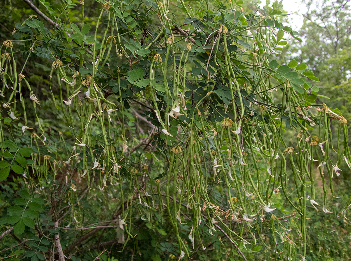 Изображение особи Hippocrepis emeroides.