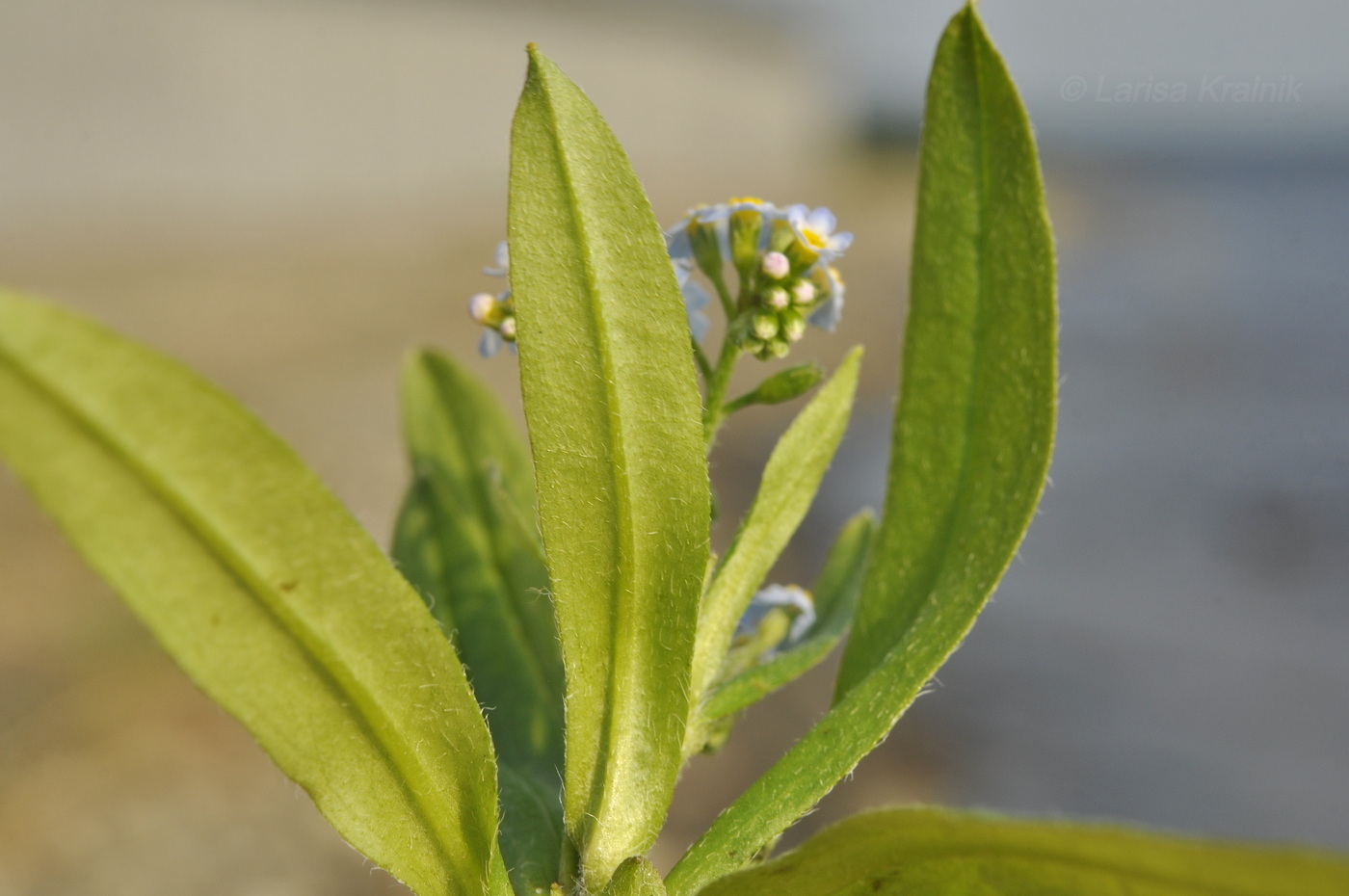 Изображение особи род Myosotis.