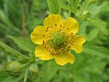 Geum aleppicum. Шестилепестный цветок с каплями росы. Хабаровский край, окр. г. Комсомольск-на-Амуре, зарастающий пустырь. 04.07.2024.