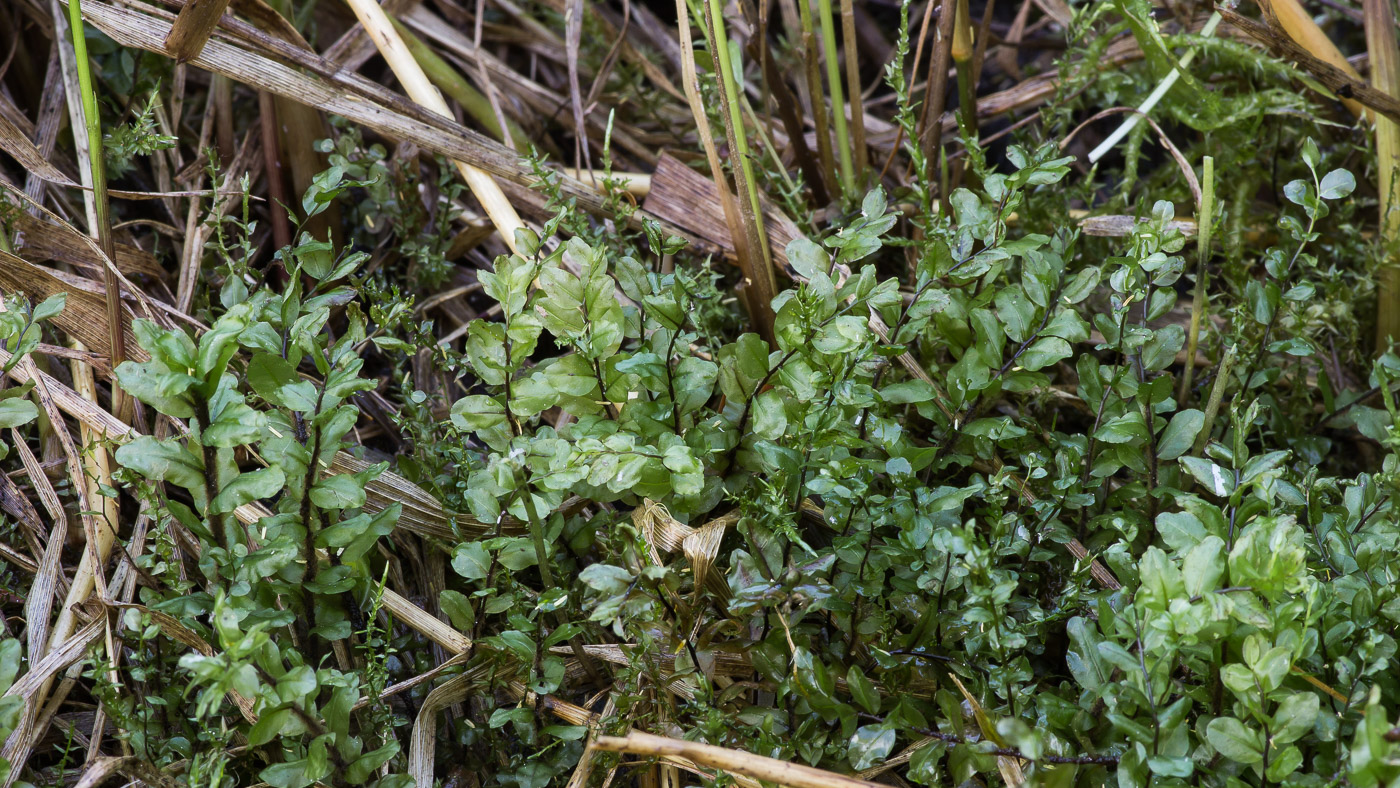 Изображение особи Rhizomnium pseudopunctatum.