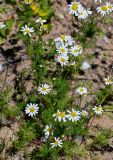 Tripleurospermum inodorum. Верхушки побегов с соцветиями. Костромская обл., г. Кострома, устье р. Кострома, окраина песчаного пляжа. 29.06.2024.