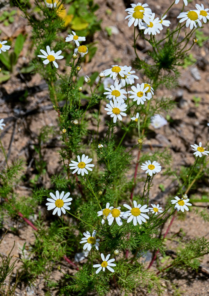 Image of Tripleurospermum inodorum specimen.