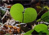 Asarum europaeum. Лист. Московская обл., Раменский р-н, окр. ж.-д. платформы Хрипань, смешанный лес у ЛЭП. 05.09.2024.