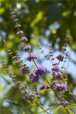 Vitex agnus-castus