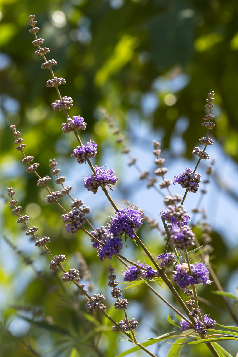 Image of Vitex agnus-castus specimen.