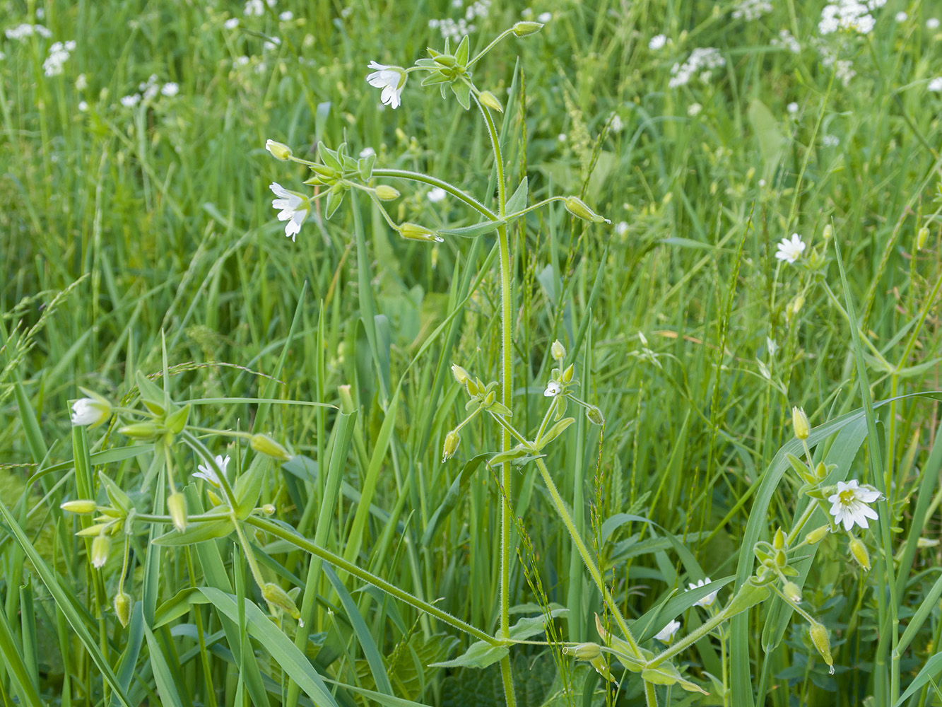 Image of Cerastium nemorale specimen.