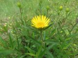 Inula hirta