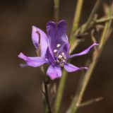 Delphinium consolida