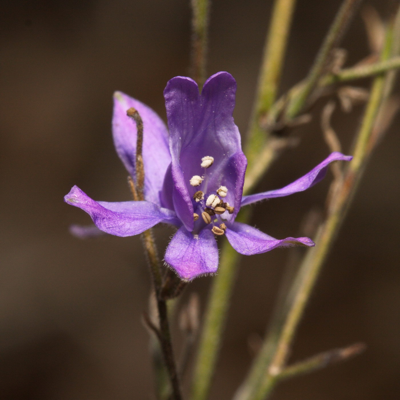 Изображение особи Delphinium consolida.