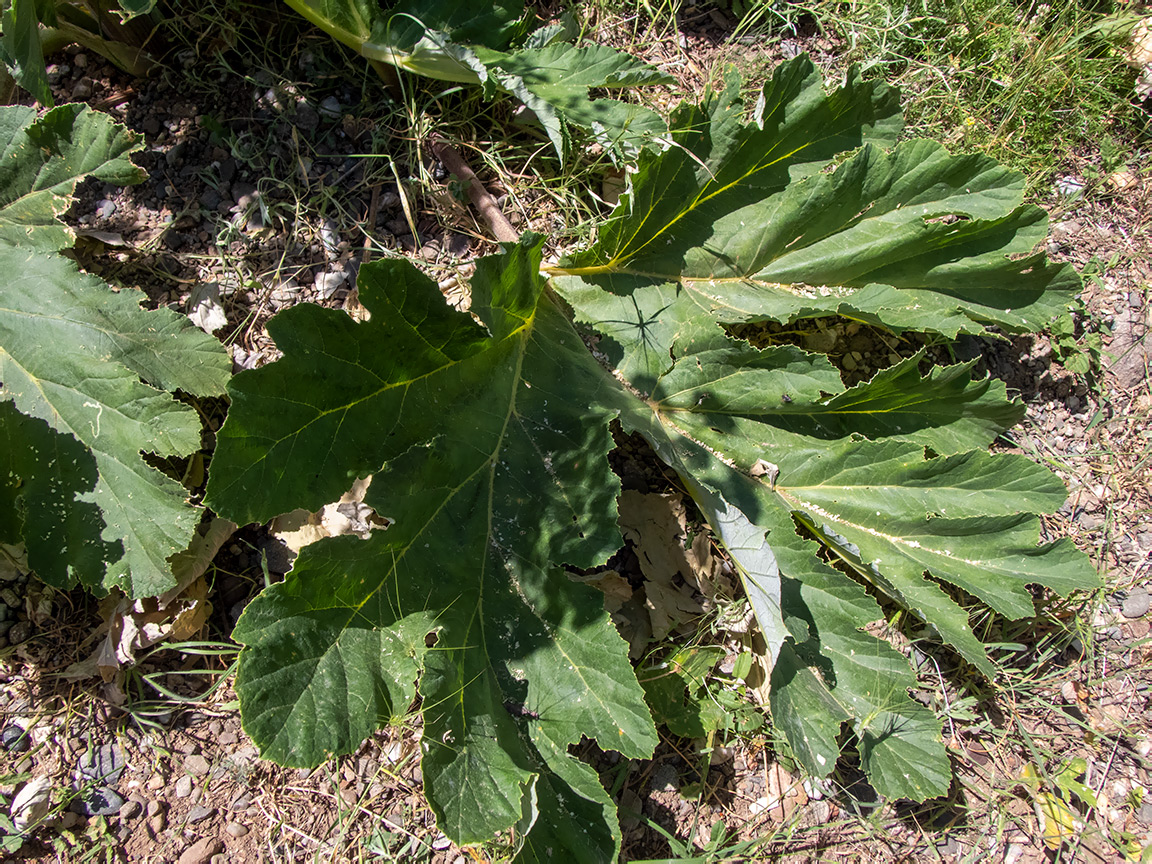 Image of Heracleum stevenii specimen.