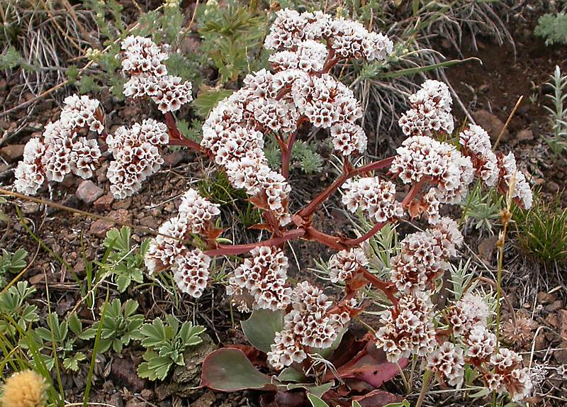 Изображение особи Goniolimon speciosum.