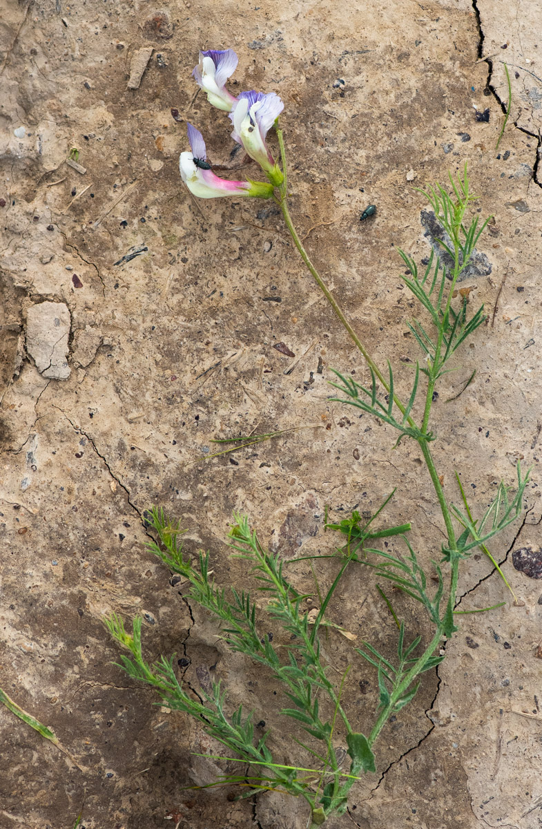 Image of Vicia subvillosa specimen.