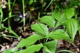 Смотреть изображение Lathyrus vernus