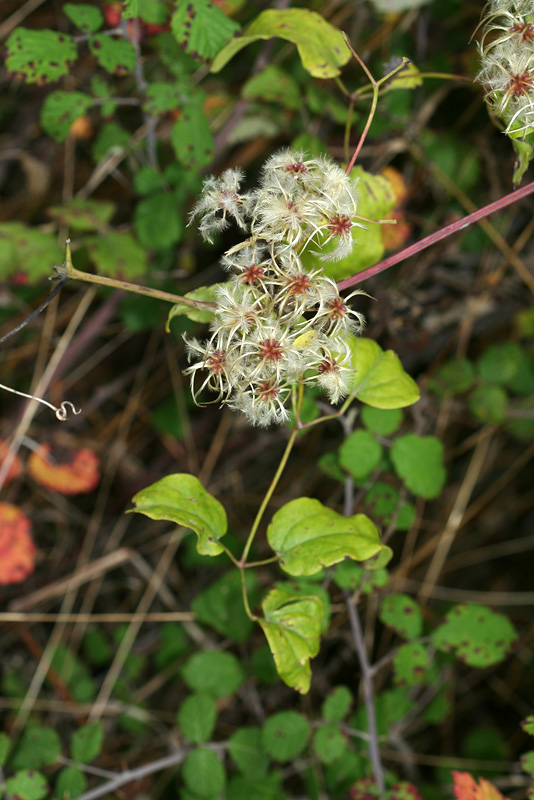 Image of Clematis vitalba specimen.