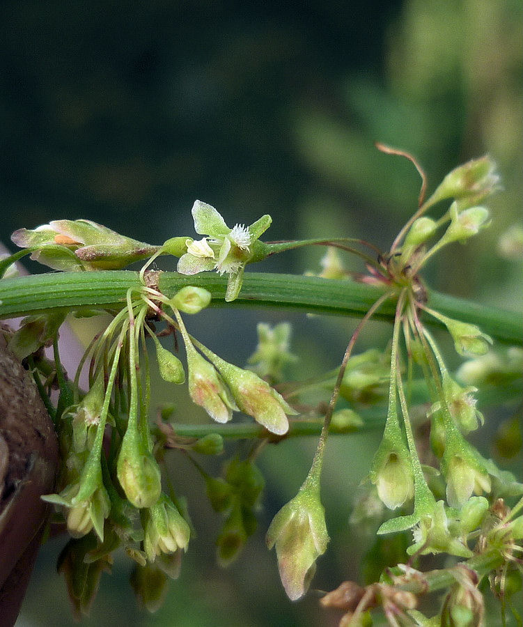 Изображение особи Rumex aquaticus.