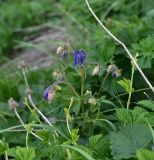 View full-size image Aquilegia olympica