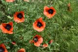 Смотреть изображение род Papaver