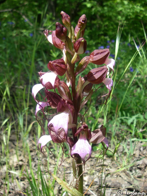 Image of Himantoglossum comperianum specimen.