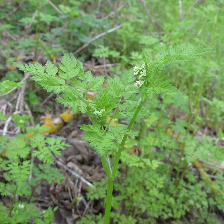 Image of familia Apiaceae specimen.