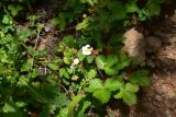 View full-size image Fragaria vesca