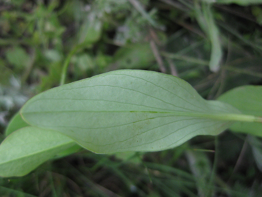 Image of Bupleurum rotundifolium specimen.