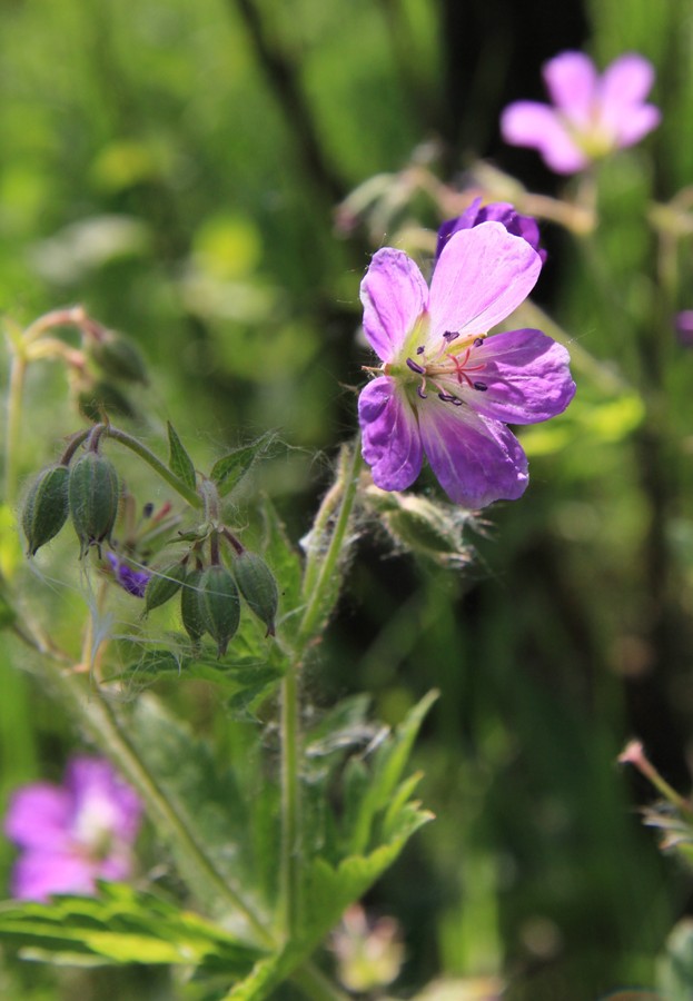 Изображение особи Geranium sylvaticum.