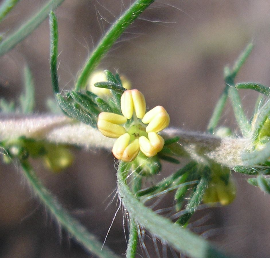 Изображение особи Bassia laniflora.