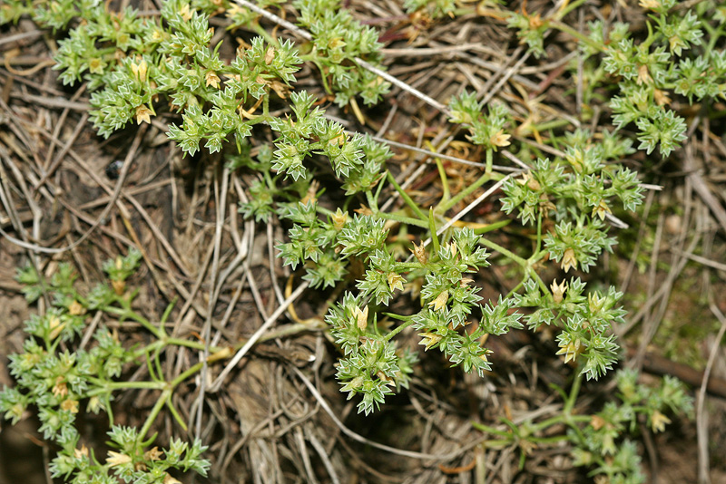 Image of Scleranthus annuus specimen.