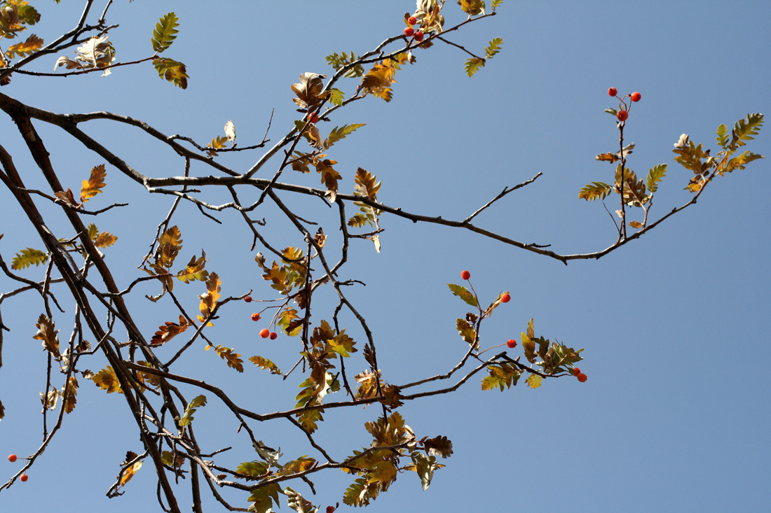 Image of Sorbus turkestanica specimen.