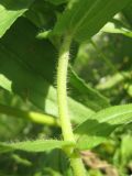 Zinnia angustifolia