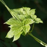 Humulus lupulus. Листья на молодых побегах. Московская обл., Раменский р-н, окр. дер. Хрипань, дачный участок. 02.06.2007.