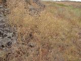 Смотреть изображение Centaurea pseudoleucolepis